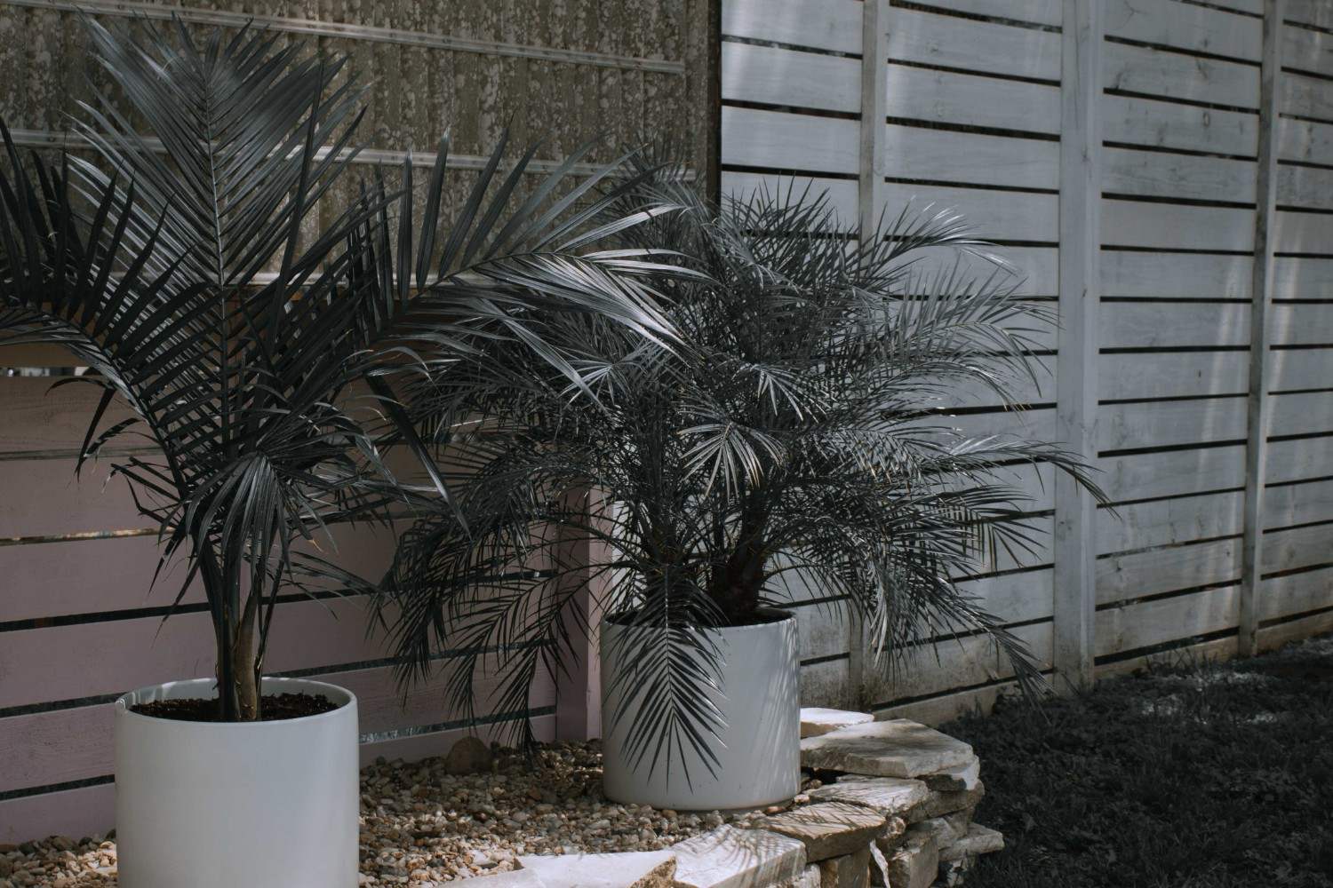 Potted palm trees and landscaped outdoor space at a residential property.